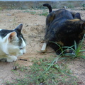DSC02949