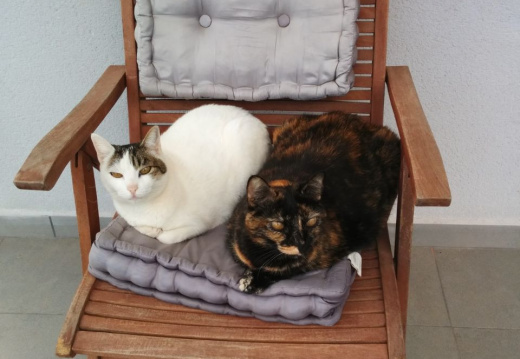 Maggie y Lunix